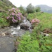Auf fliederfarbenen Rhododendron treffe ich allenthalben