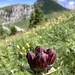 toller Enzian vor Stockhorn