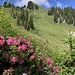 Cheibehore - mit Alpenrosen