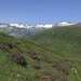 Alpenrosen, Dammastock, Sustenhorn