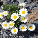 Alpenmargarite