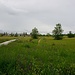 übers Feld bei Neubiberg