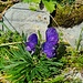 Blauer Eisenhut auf dem Hanenspil