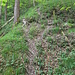 Thurgauer Wanderwege, von Rehen angelegt