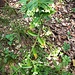 Vincetoxicum hirundinaria Medik.<br />Apocynaceae<br /><br />Vincetossico comune <br /> Dompte-venin officinal <br />Schwalbenwurz