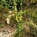 Verbascum nigrum L.<br />Scrophulariaceae<br /><br />Verbasco nero <br />Molène noire <br />Dunkle Königskerze, Dunkles Wollkraut