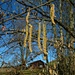 Männliche Blütenkätzchen der Haselnuss (Gemeine Hasel; Corylus avellana), 
