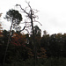 der markante Baum aus dem Gipfelhang von P.109