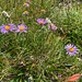 Alpenastern <br /><br />