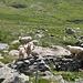 Schafe bei der Alpe Pian del Nido.