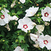 Hibiskus