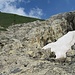 si scavalca il quarzo, più oltre si attraversa un nevaio e seguendo gli ometti si punta alla dorsale erbosa visibile in foto