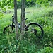 <b>Lego la bici ad un acero montano e continuo la gita a piedi sulla stradina forestale denominata Prada Sura. </b>