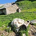<b>Alp Mos (2245 m).</b>