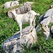 <b>Le caprette non mi fanno ciao...</b>
