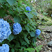 Hortensien am Wegesrand.