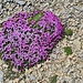 <b>Silene acaulis subsp. exscapa.</b>