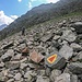 Alta Via della Val Fontana 