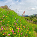 Blumenpracht an der Lärchwand.