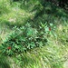 Daphne mezereum