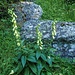Digitalis lutea