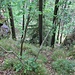 Bereit zum Abschwung in den Talhang