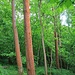 Rötliche Flechten
