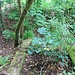 Treppe an der Stübemühle, die unteren 1,5-2 m fehlen.