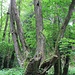 Großer Stieflitzgrund, alte Bäume