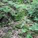 Alte Hangsicherung, Versatz, historischer Steig