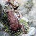 Ein junger Frosch.