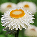 Eine Strohblume.