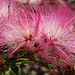 Eine Fabaceae.