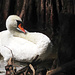 Ein Schwan am Ufer der Brissago Insel.