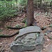Sogar eine Schlange lauert auf einem Felsen.