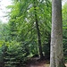 Im Abenteuerwald