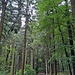 Auf Waldwegen geht's hinauf zum Weißen Stein