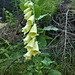 Gelber Fingerhut (Digitalis lutea) in voller Blüte