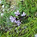 Feld-Enzian (Gentianella campestris) im Mulebergwald.