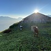 Dutjer Alp