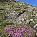 Letzte Meter zum Piz Fess, wo ich heute als erster eintreffe