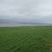 Schafweide und Meer scheinen ineinander zu verschmelzen