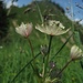 Ein Käfer? oder eine Schwebfliegenart (Zoom)