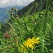 Farbtupfer aller Couleur in üppigem Grün<br />Eine Augen/Blumen/Insekten-"Weide"