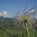 Angesichts der Blumenpracht ist der kleine "Dämpfer" schnell vergessen