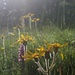 Am NW-Rücken mit Blumen I