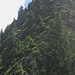 Die links Flanke und stumpfe Kante des Abbruchs ist nord- und nordwestseitig und bleibt sehr schattig. Da es gestern früh noch geregnet hat, trocknet sie um so langsamer ab, trotz der hohen Temperaturen.<br />Ein bissle fuchst es mich schon, aber die Vernunft siegt - wäre einfach zu gefährlich!