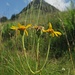 Dieselbe Drillingsblume wie am frühen Morgen