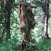 Ein als Zaunhalter und Kratzbaum benutzer skurriler Waldfaun