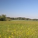 Bleame am Wegesrand